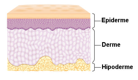 Ilustração mostrando as camadas da pele